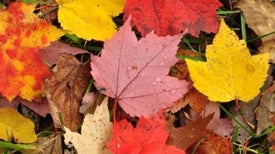 Why Do Autumn Leaves Change Color?