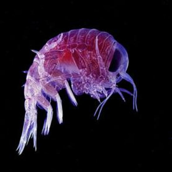 Zooniverse: Plankton Portal