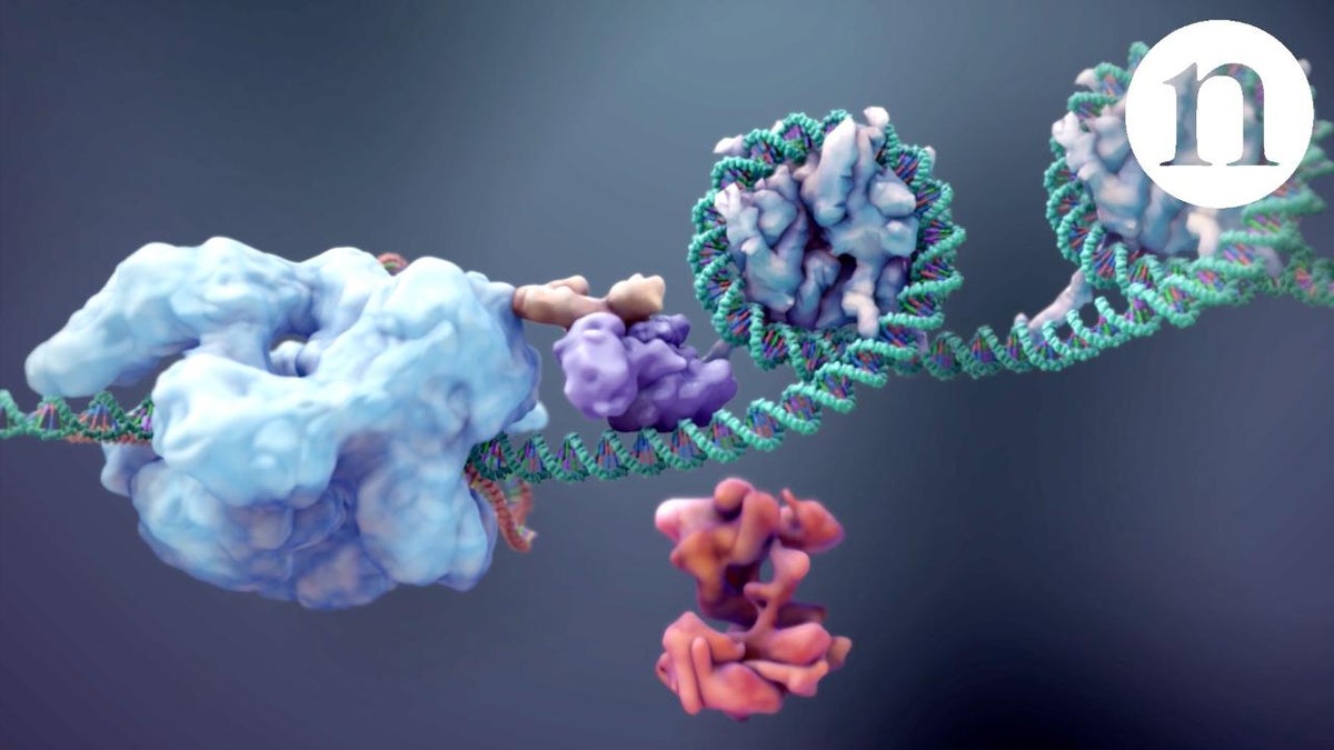 Using CRISPR to Do More Than Cut | Scientific American