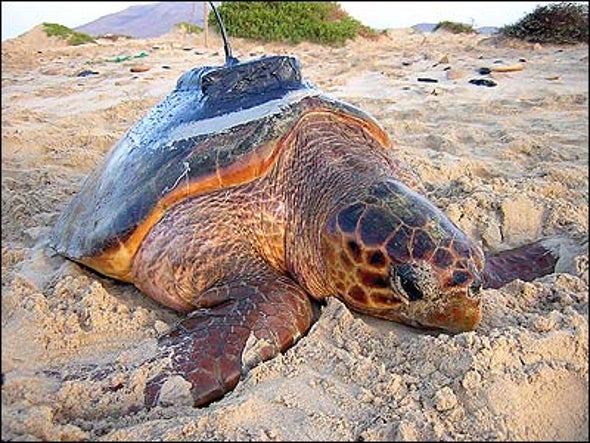 Tracking Turtles - Scientific American