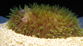 Corals Clash on the Ocean Floor