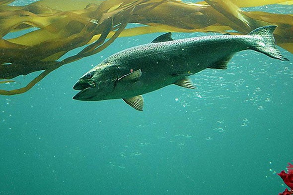 Popular Sport Fish May Be Headed for Broad Extinction in California