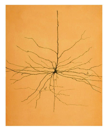 Drawing of a pyramidal cell