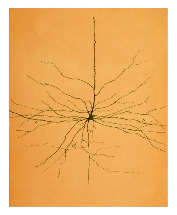 A Cell Atlas Reveals the Biodiversity inside Our Head