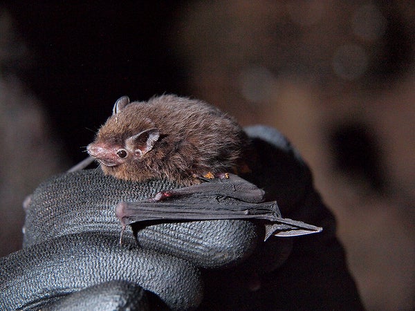 Pacific sheath-tailed bat on a hand