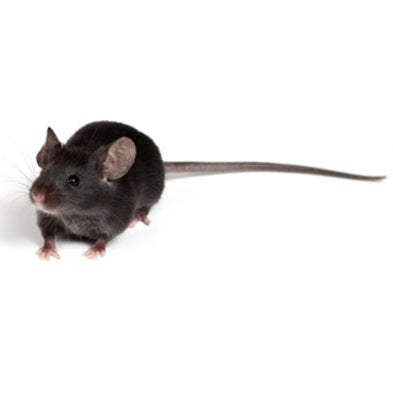 Growing Prostates from Adult Stem Cells--But Who Would Want One?