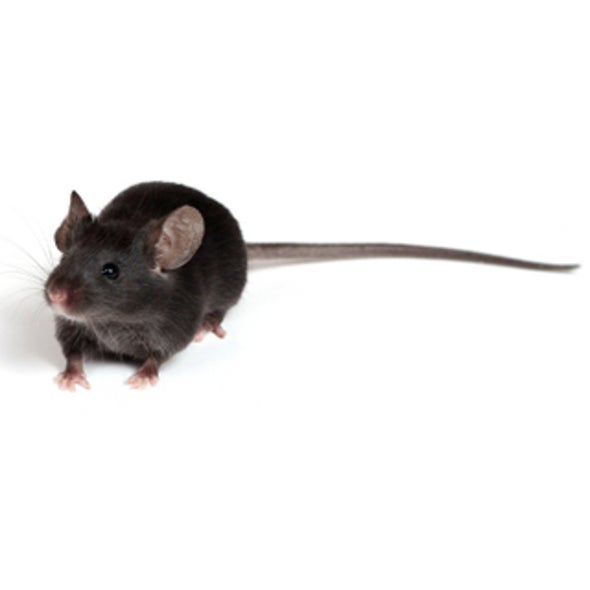 Growing Prostates from Adult Stem Cells--But Who Would Want One?