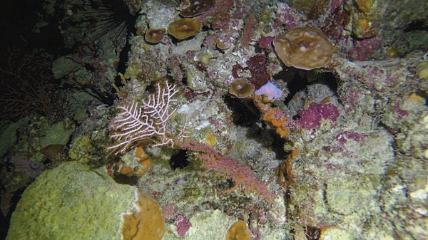 An underwater view showing recovered corals.