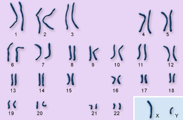 Reprieve for Men: Y Chromosome Is Not Vanishing