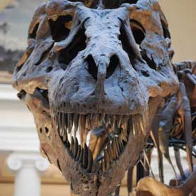New Tyrannosaur Discoveries Reveal Details about <i>T. rex</i> [Slide Show]