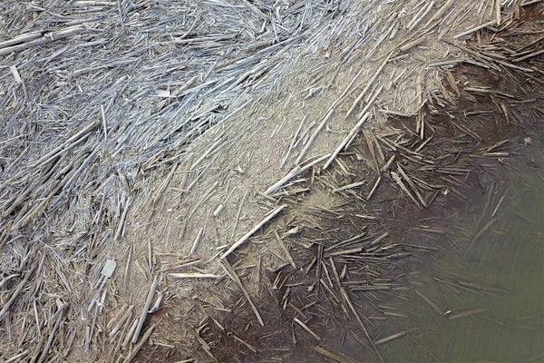 Logjam in the Mackenzie River Delta of northern Canada