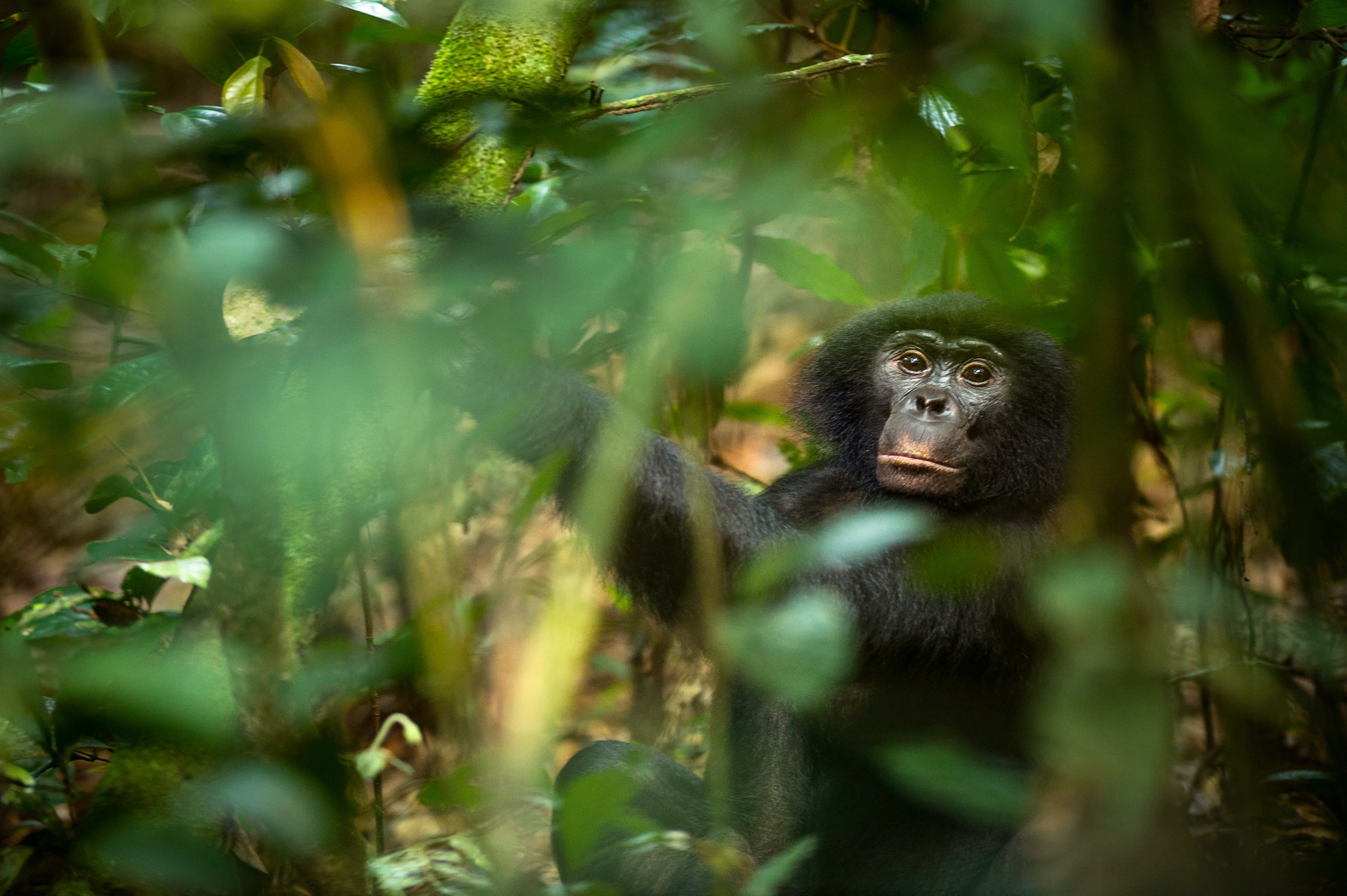 Young Ravens Rival Adult Chimps in a Big Test of General Intelligence -  Scientific American