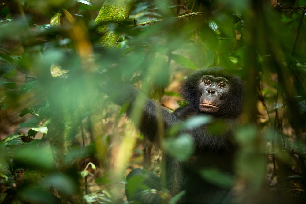 Great Apes' Biggest Threat Is Human Activity, Not Habitat Loss