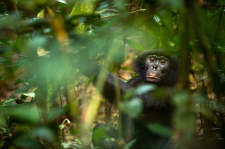 Male Bonobo (Pan paniscus), Max Planck research site, LuiKotale, Salonga National Park, Democratic Republic of Congo.