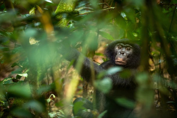 Great Apes' Biggest Threat Is Human Activity, Not Habitat Loss