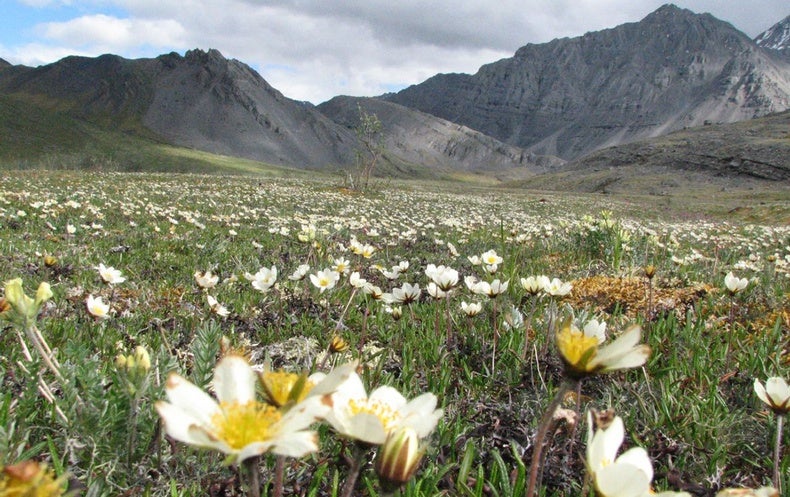The Fight Over The Arctic National Wildlife Refuge Is Back Scientific American