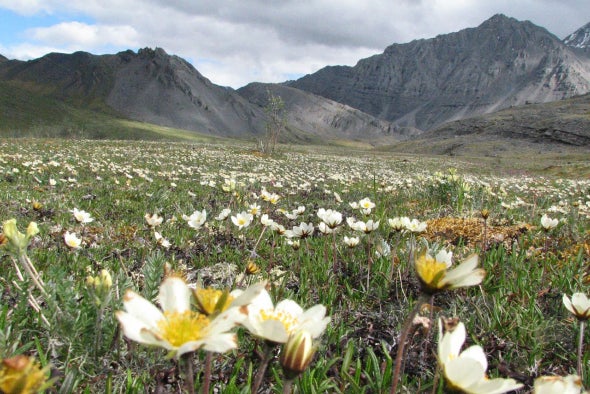 The Fight over the Arctic National Wildlife Refuge Is Back