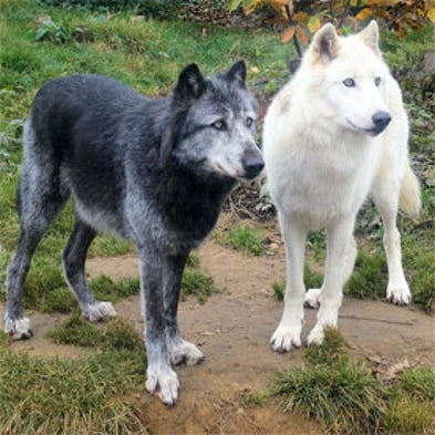 Canid Howl Project