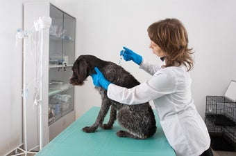 A Shot against Cancer Slated for Testing in Massive Dog Study