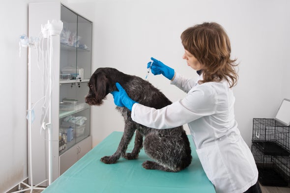 A Shot against Cancer Slated for Testing in Massive Dog Study