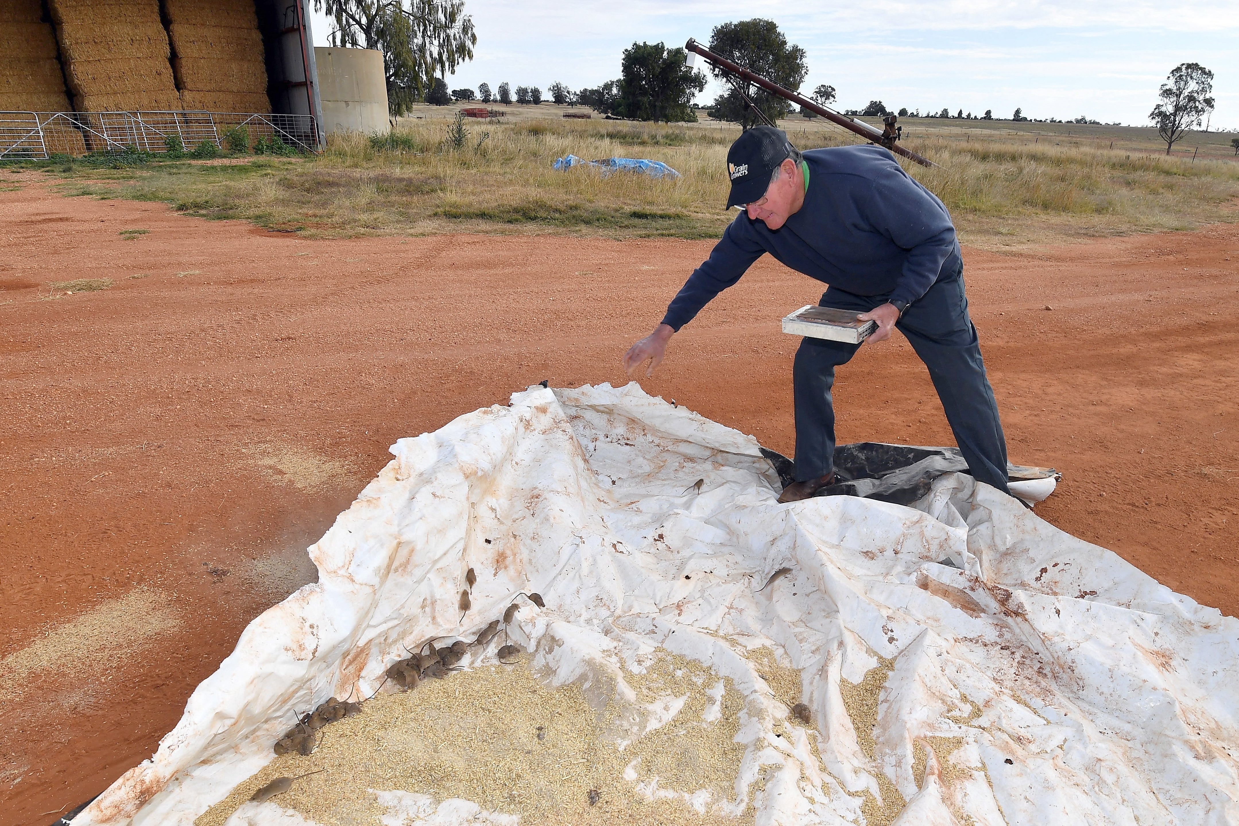 Motivere fornærme Røg Australia's Plague of Mice Is Devastating and Could Get a Lot Worse -  Scientific American