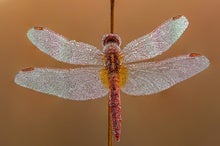 Using Dragonflies as Contamination Detectors