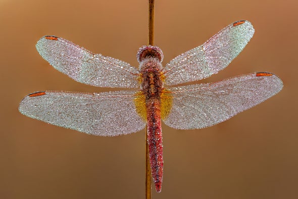 Using Dragonflies as Contamination Detectors