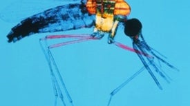 Halting the World's Most Lethal Parasite: Immunizing Mosquitoes and Other "Crazy" Antimalaria Ideas