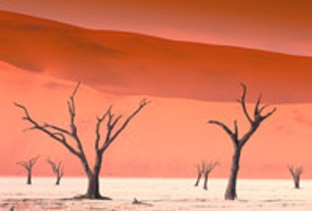 CORPSES of 600-year-old acacia trees