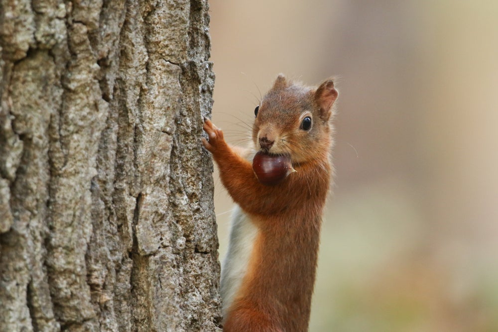 Do Squirrels Remember Where They Buried Their Nuts? Scientific American