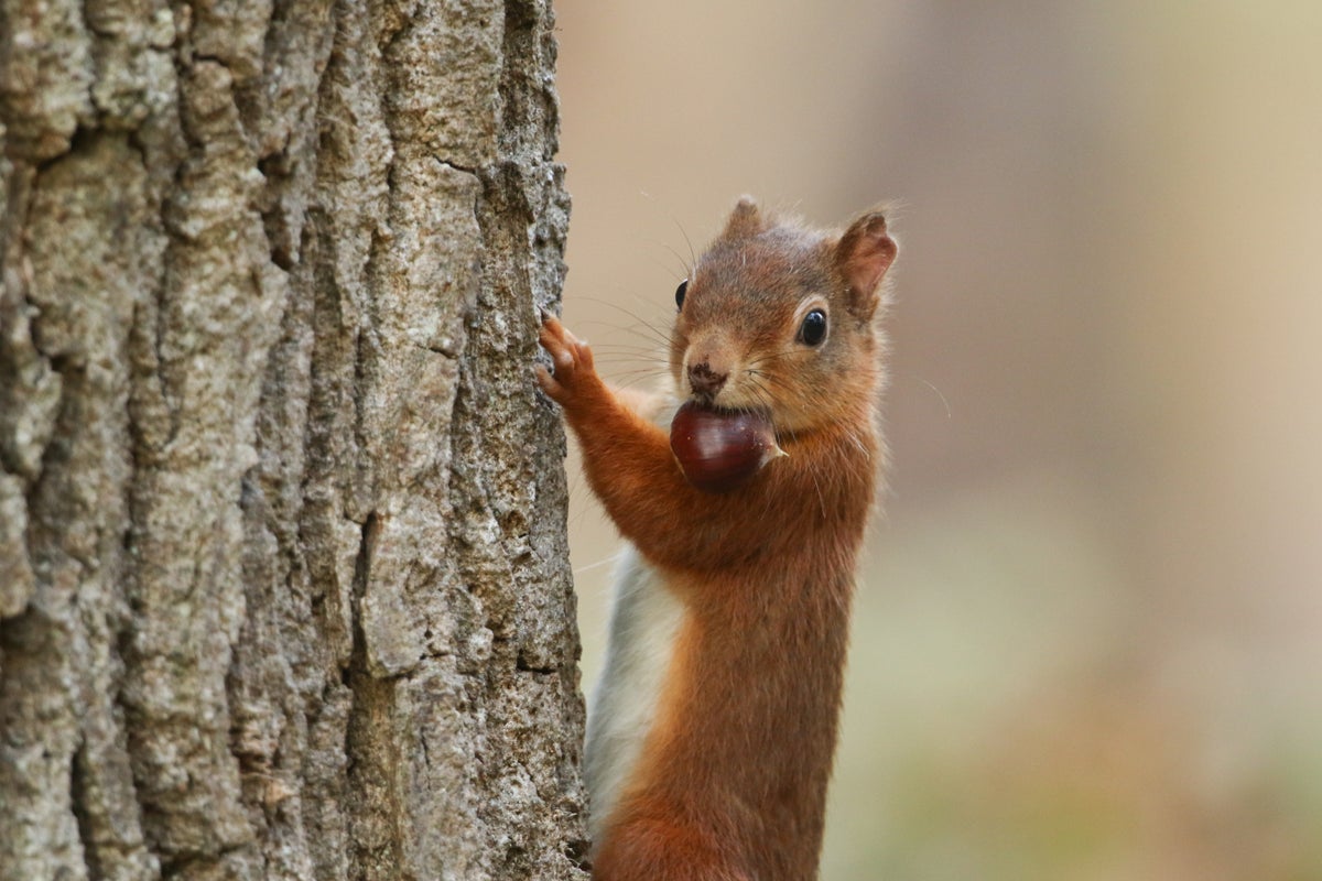 As winter approaches in the Northern Hemisphere, people retreat indoors, and the pace of life seems to slow—but not for squirrels. Across forest