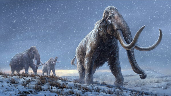 Illustration of 2 Steppe mammoths.