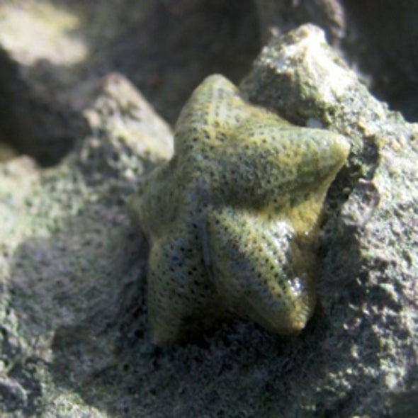 See Change: Rapid Emergence of New Sea Star Species Illustrates