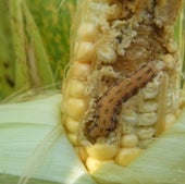 CORN CARNAGE