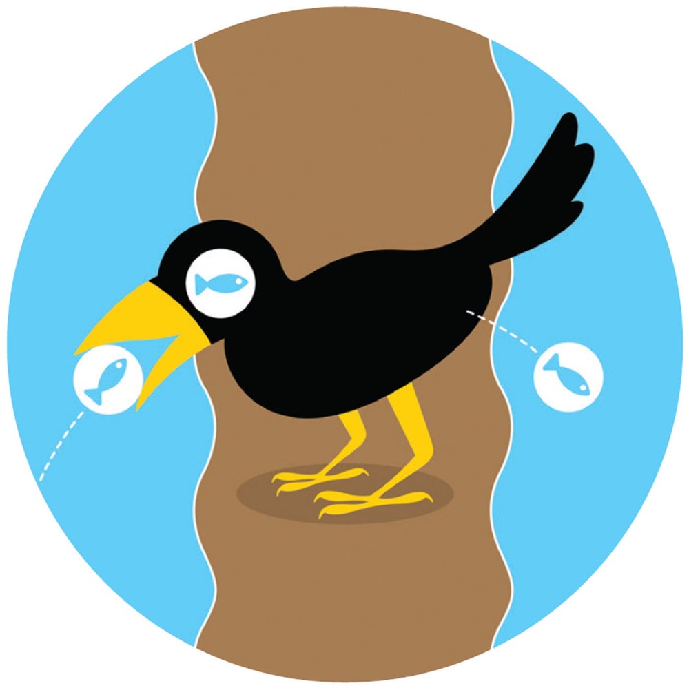 Fish Eggs Survive Journey through a Duck Scientific American