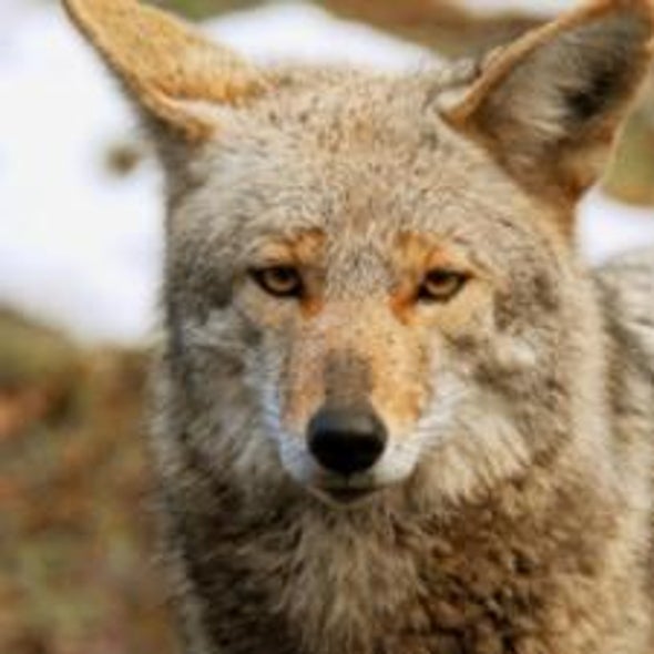 Are Coyotes or Humans the Perpetrators of Suburban Animal Attacks?