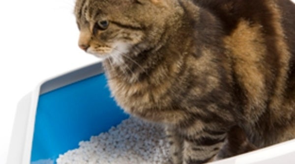 What Are the Most Ecofriendly Cat Litter Products on the Market