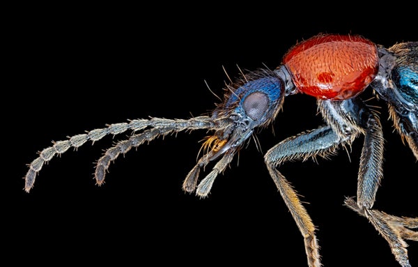 Rove beetle under microscope macro portrait, isolated on black background