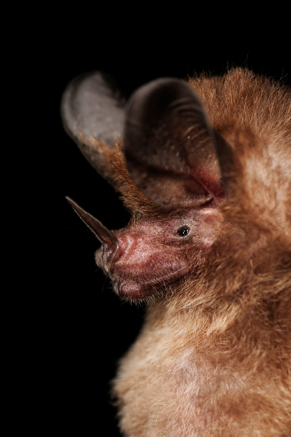 Physics Technique Reveals Hidden Bugs to Bats | Scientific American