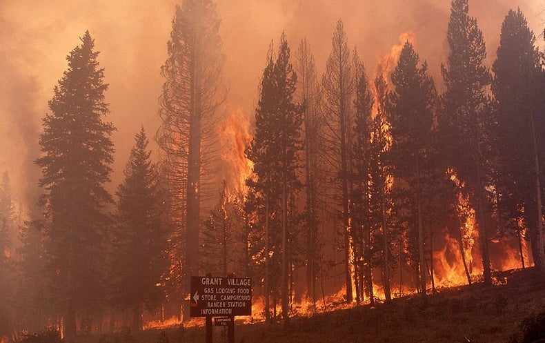 Yellowstone Rebounded From An Epic 19 Fire Mdash That May Be Harder In Future Scientific American