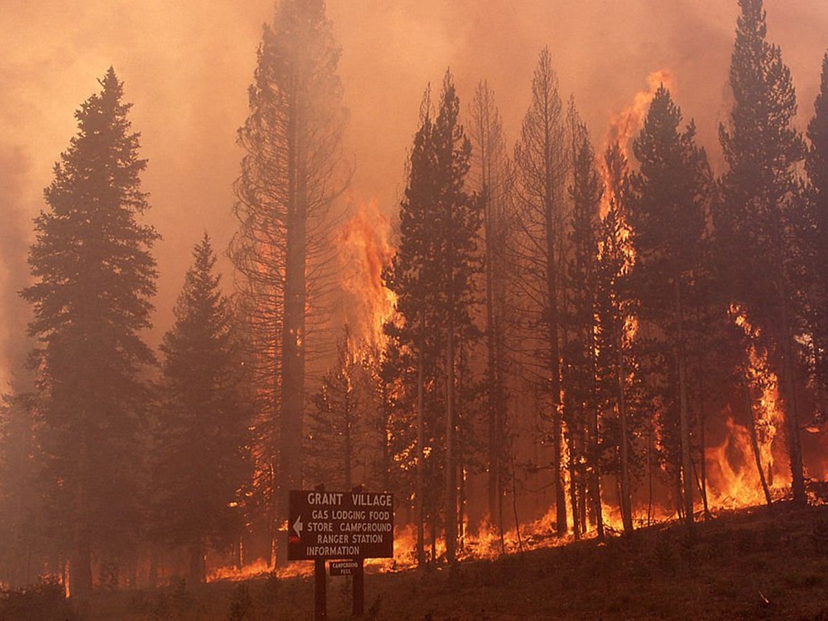 Yellowstone Rebounded from an Epic 1988 Fire—That May Be Harder in Future |  Scientific American