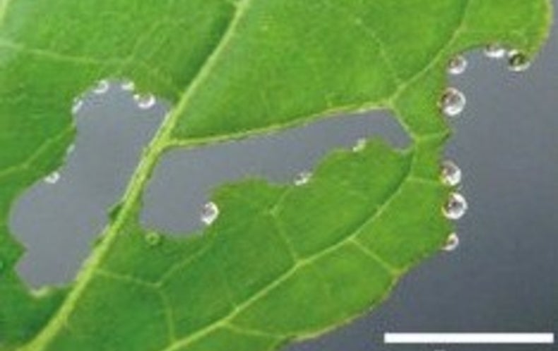 This Plant Bleeds Nectar To Attract Help Scientific American