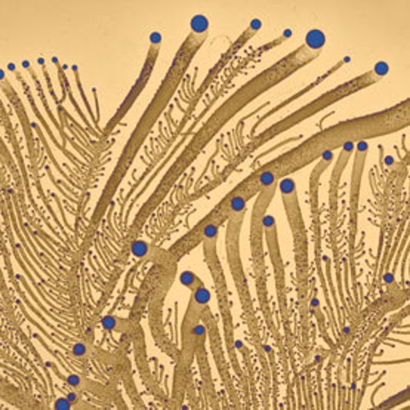 The Smartest Bacteria on Earth
