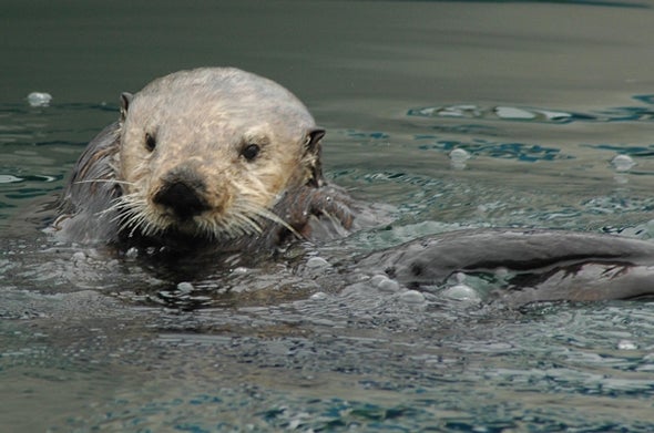 City Sea Otters Live Better Than Their Country Cousins [Slide Show]