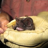 FUNCTION-FIRST LOSER: FLORIDA BONNETED BAT