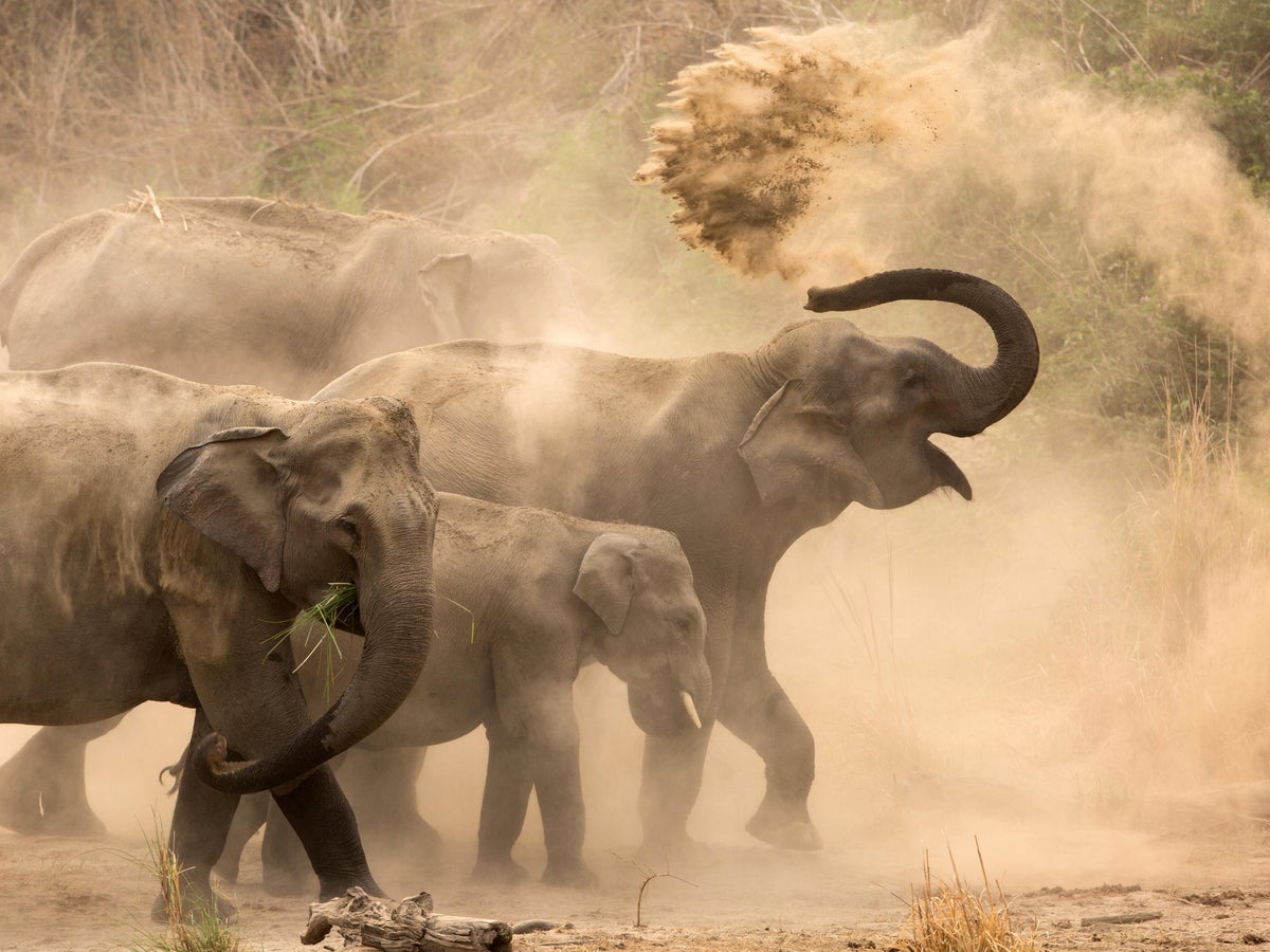 Omega - Watercolor Elephant Print of an Original Piece of Artwork. - Etsy, image size:1200x900