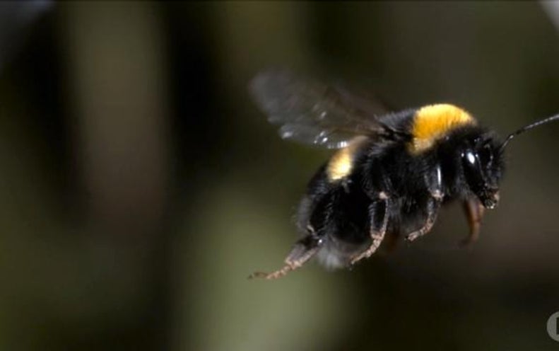 bumblebees camaro