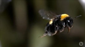 Bumblebees Collide Midair Like Bumper Cars