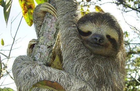 three-toed sloth