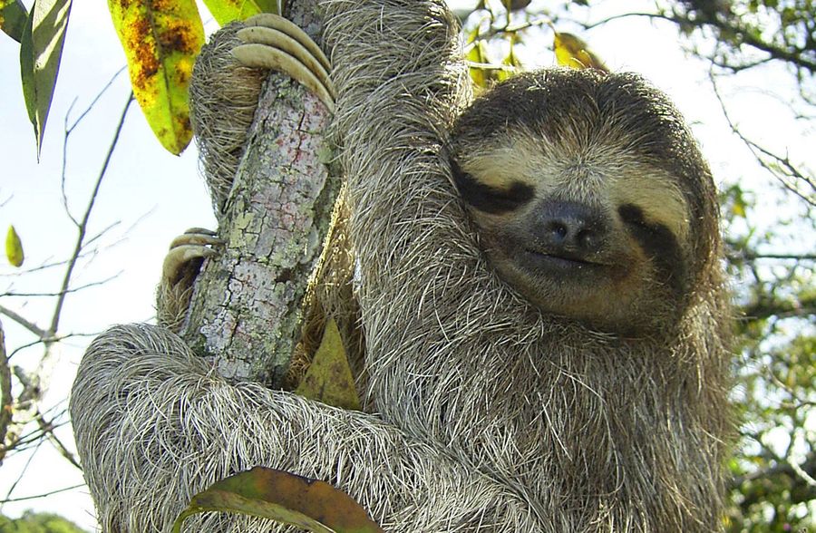 Laid-Back Sloths Are the Masters of Slow | Scientific American